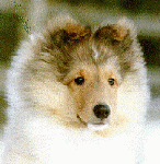Am/Can CH Valmar's Heart-Throb
