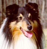 Ali