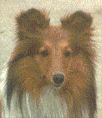 Heidi